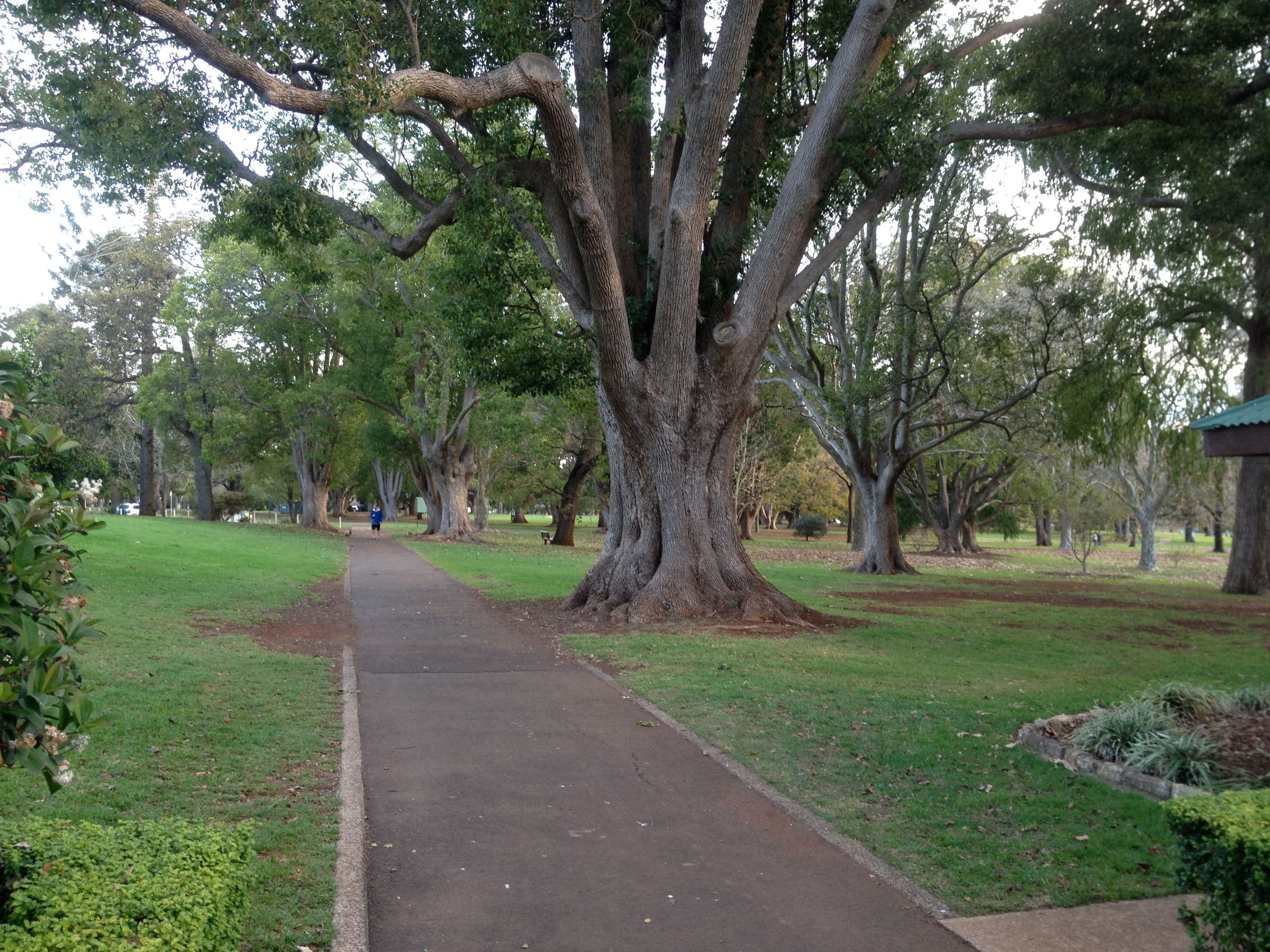 Established fig trees lining a path through Queens Park, Toowoomba, on the Darling Downs